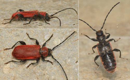 Pyrrhidium sanguineum